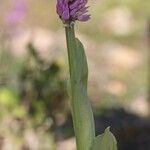 Orchis italica 整株植物