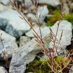 Catapodium rigidum Hoja