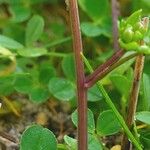 Cochlearia danica Rinde