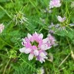 Securigera varia Blomma