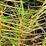 Distichlis distichophylla Hoja