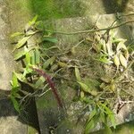 Bulbophyllum falcatum Fruit