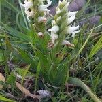 Spiranthes romanzoffiana Leaf