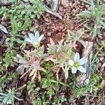 Holosteum umbellatum Flor