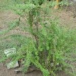 Lippia micromera Лист
