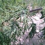 Urtica cannabina List