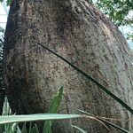 Ceiba chodatii Habitus