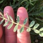 Astragalus hypoglottis Blad