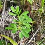 Crotalaria pycnostachya 葉