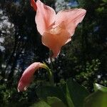 Gladiolus dalenii Blüte