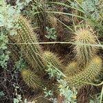 Cleistocactus baumannii Leaf