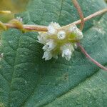 Cuscuta europaea 花