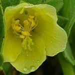 Pavonia gallaensis Λουλούδι