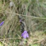 Campanula rotundifoliaBlodyn