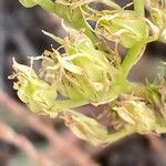 Petrosedum ochroleucum Fruit