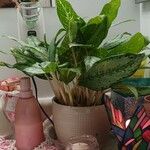 Aglaonema commutatumЛист