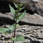 Urtica chamaedryoides Hábitos