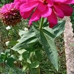 Zinnia elegans Агульны выгляд