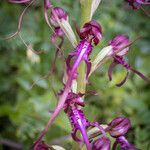 Himantoglossum adriaticum Flower