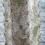 Corryocactus aureus Leaf