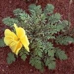 Oenothera primiveris Celota