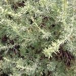 Artemisia campestris Leaf