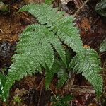 Triplophyllum pilosissimum Natur