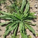 Echium vulgareDeilen