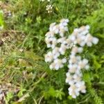 Achillea nobilisFlor