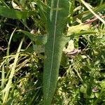 Sonchus palustris Leaf