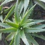 Dyckia brevifolia Лист