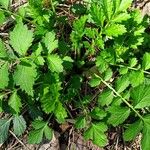 Geum aleppicum ഇല