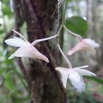 Dendrobium platygastrium 花