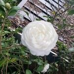 Camellia sasanqua Ffrwyth