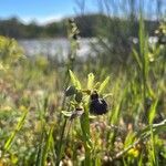 Ophrys sphegodesBlomst