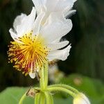 Sparrmannia africana പുഷ്പം
