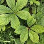 Rodgersia aesculifolia Floare