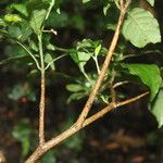 Psychotria orosiana 樹皮