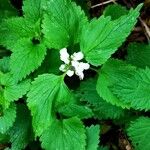 Lamium albumFleur