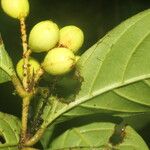 Quiina macrophylla Fruct