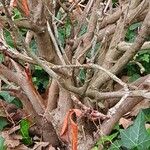 Rhododendron luteum Rusca