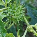 Datura ferox 果實