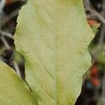 Rhododendron schlippenbachii Feuille