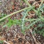 Scolymus hispanicus Feuille