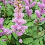 Astilbe chinensisFlors