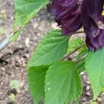 Salvia splendens Lapas