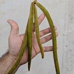 Handroanthus chrysotrichus Fruit