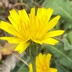 Leontodon tuberosus Flower