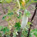Trichosanthes cucumerina Foglia