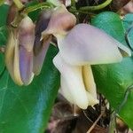 Mucuna pruriens Flower